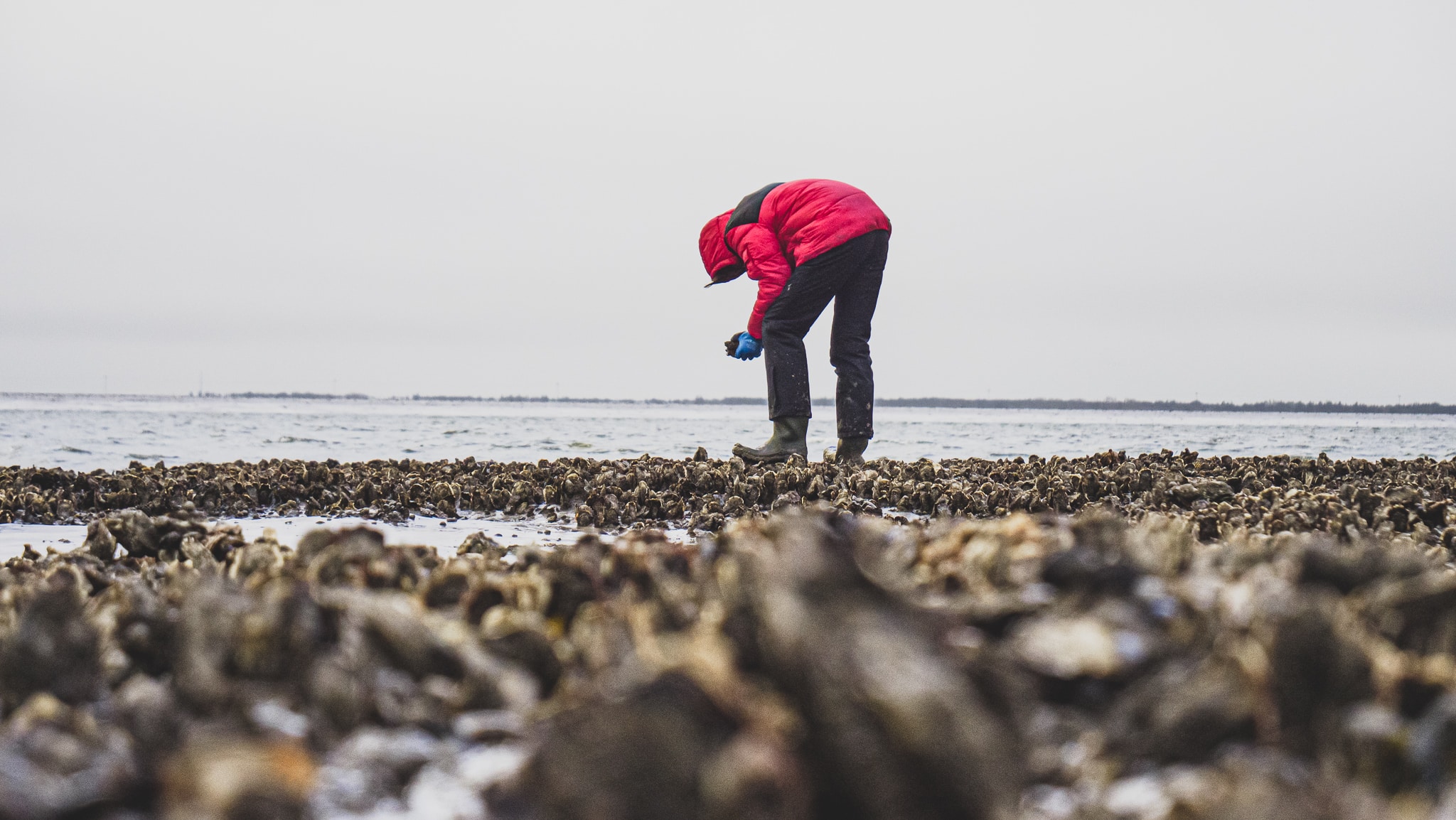 Die Austern vom Nationalpark Wattenmeer-ein einzigartiges Geschmackserlebnis.