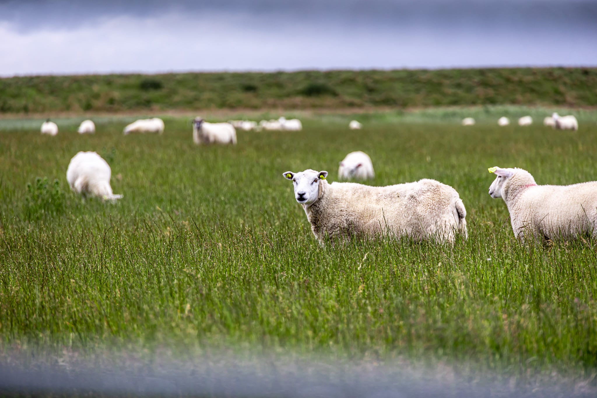 Waddensea Lamb, a local specialty produced in the Waddensea